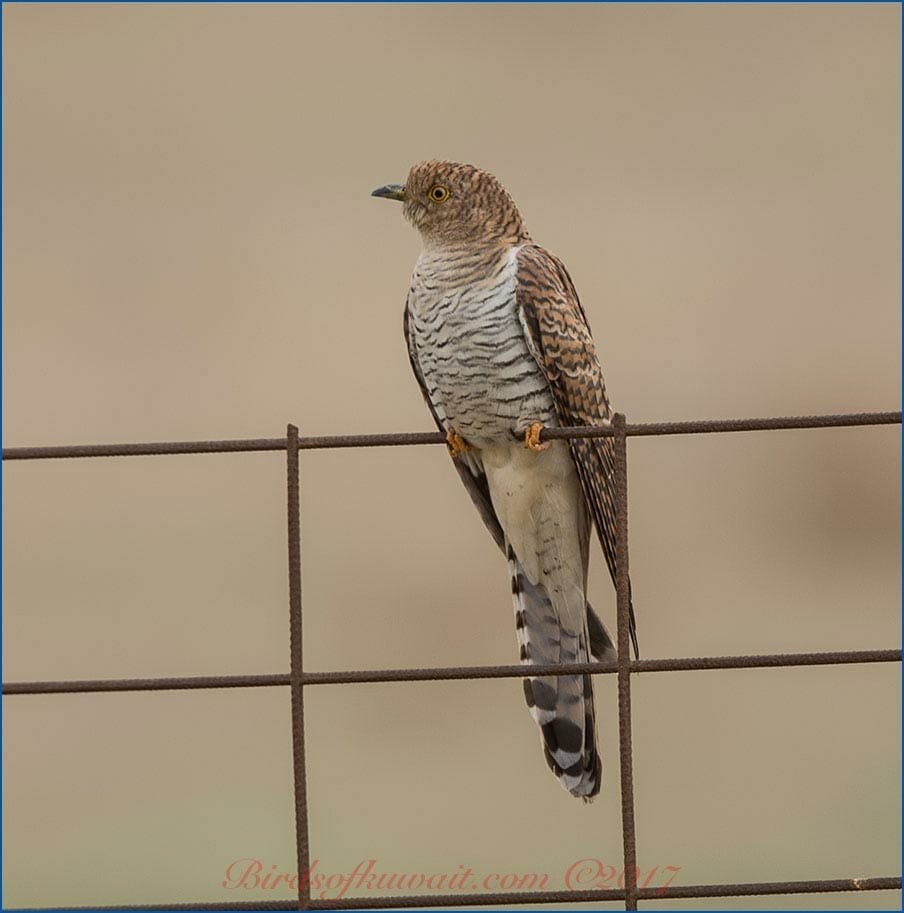 Common Cuckoo Cuculus canorus 