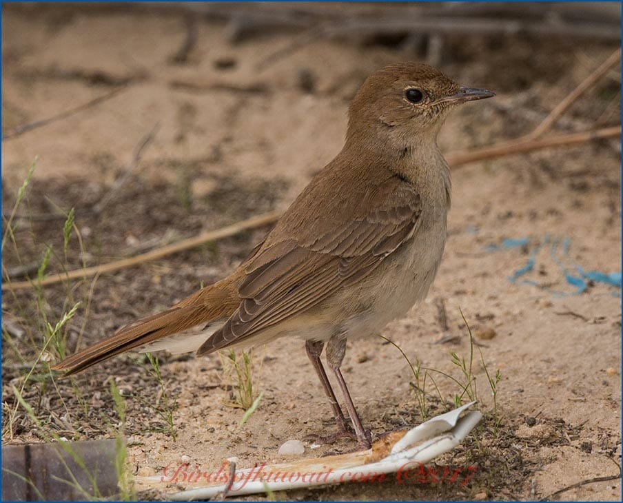 Eastern Nightingale Luscinia (megarhynchos) golzii