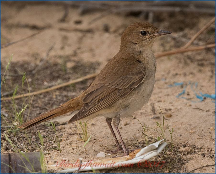 Eastern Nightingale Luscinia (megarhynchos) golzii 