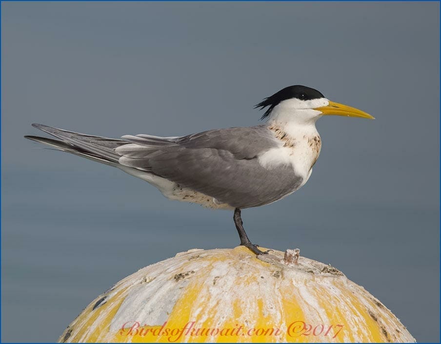 Greater Crested Tern Thalasseus bergii