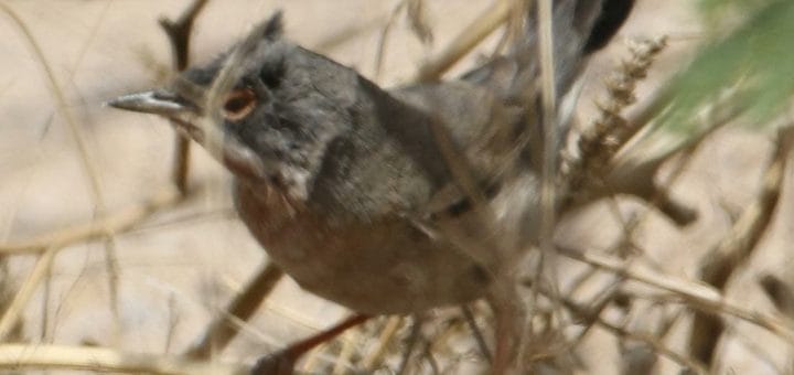 Ménétries’s Warbler perched on a branch of a tree