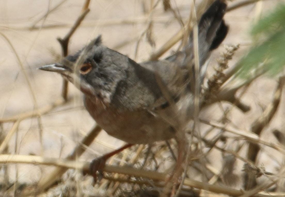 Ménétries’s Warbler perched on a branch of a tree