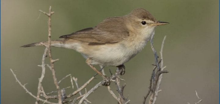 Sykes's Warbler perched on a branch of a bush
