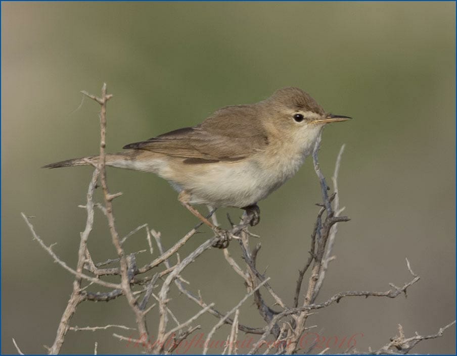 Sykes's Warbler Iduna rama 