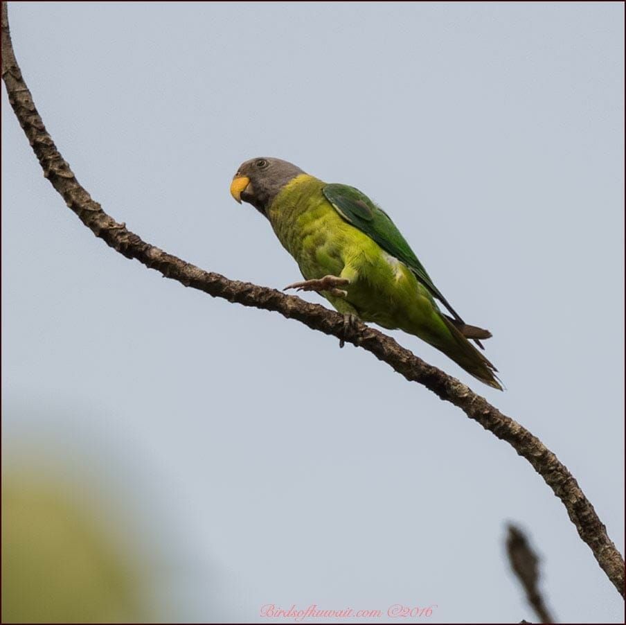 Sajan parakeet shops