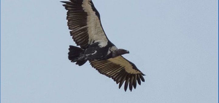 White-rumped Vulture in flight