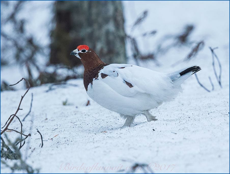 Willow Ptarmigan standing on ice