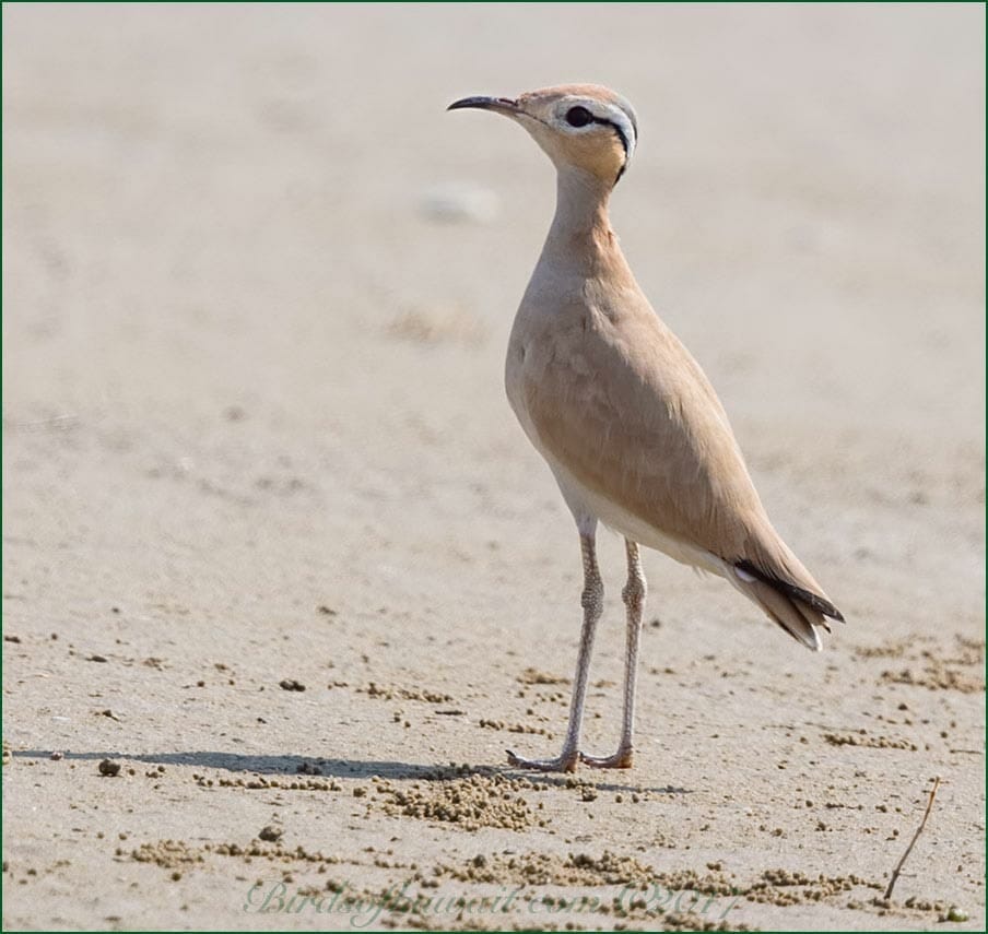 Cream-coloured Courser Cursorius cursor