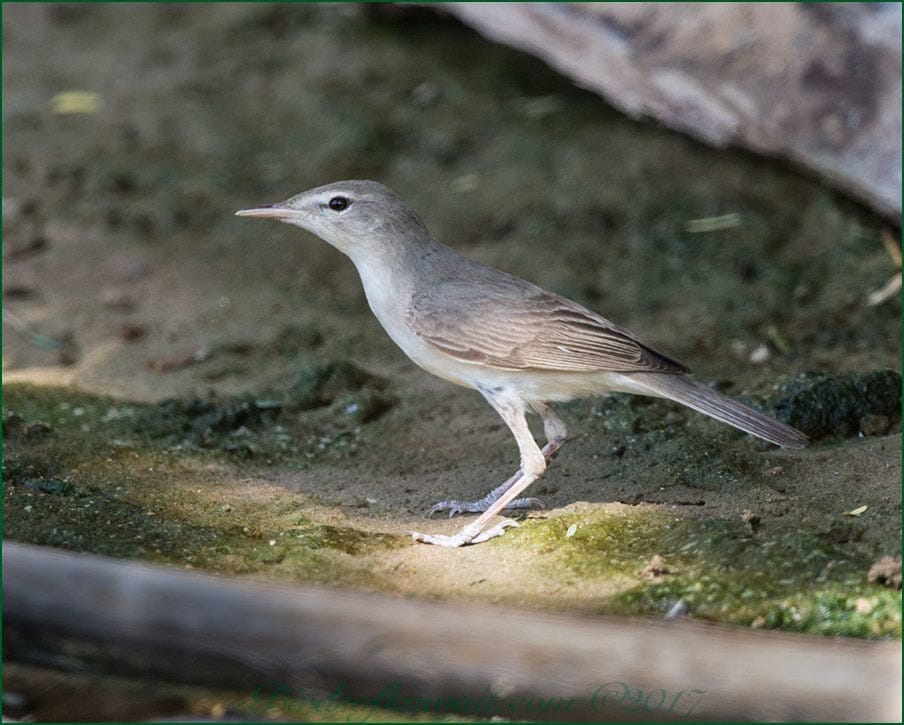 Upcher's Warbler standing on the ground