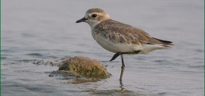 Lesser Sand Plover standing in water