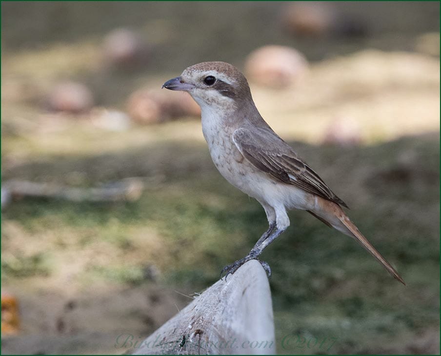 Turkestan Shrike Lanius phoenicuroides  1,