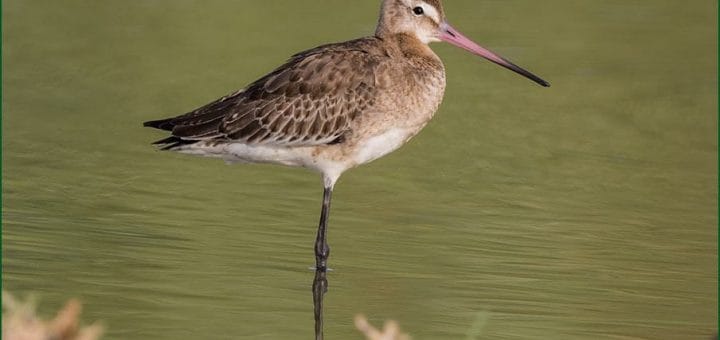 Black-tailed Godwit standing in water