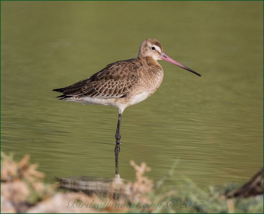 Black-tailed Godwit standing in water