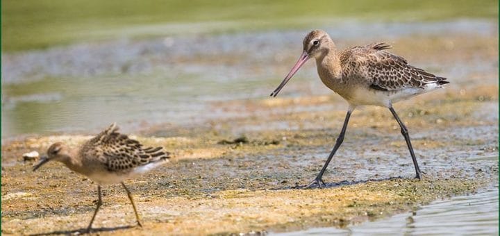 Black-tailed Godwit standing near water