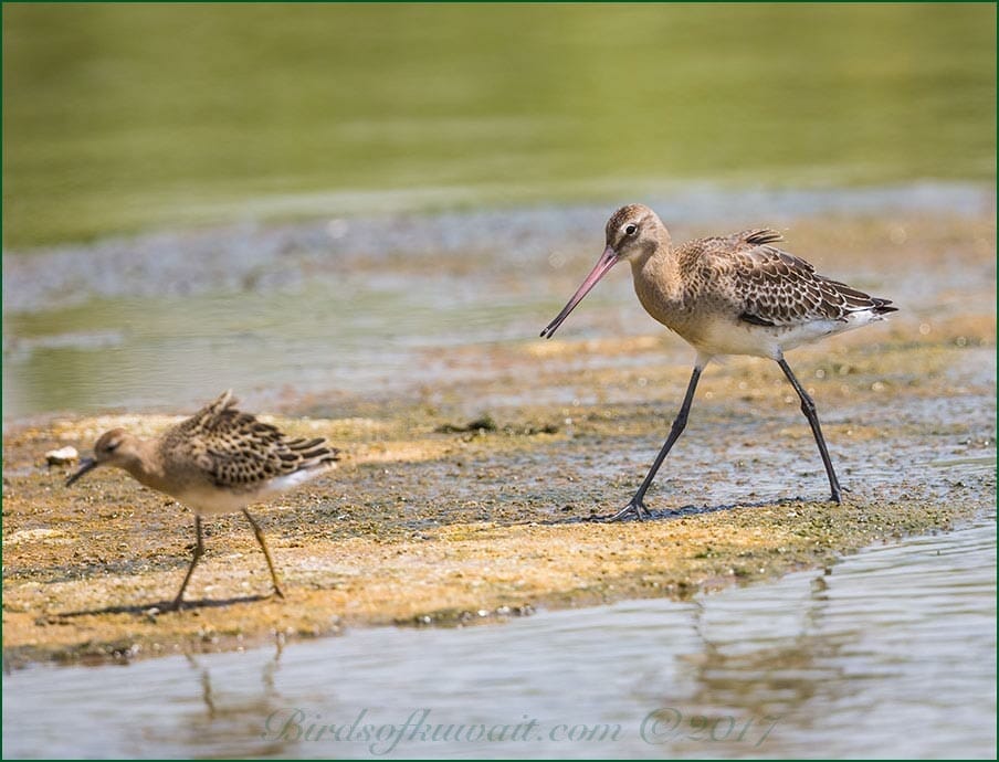 Black-tailed Godwit standing near water