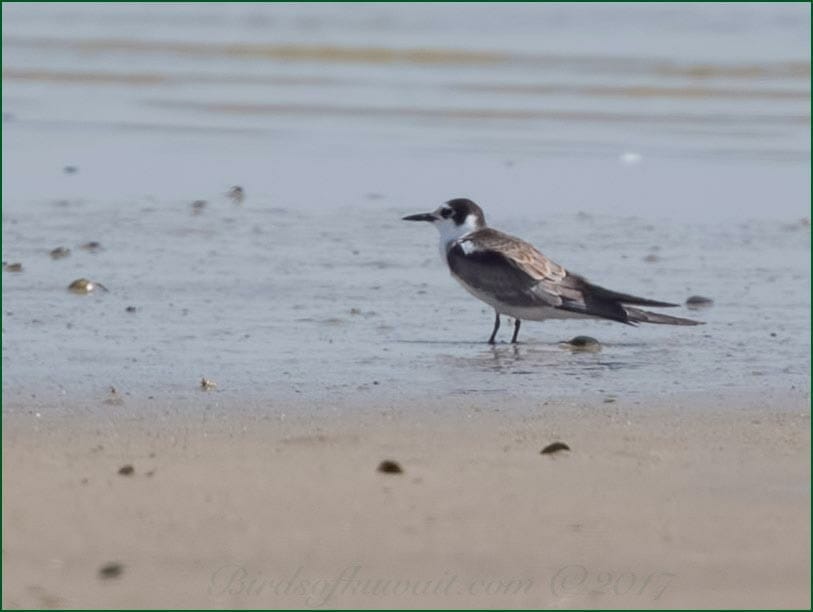 Black Tern Chlidonias niger 