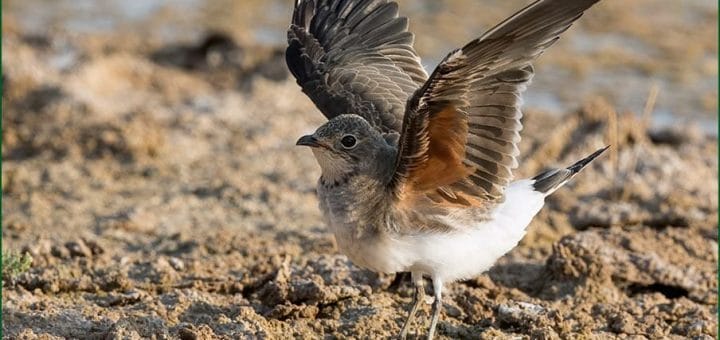 Collared Pratincole raising its wings while on the ground