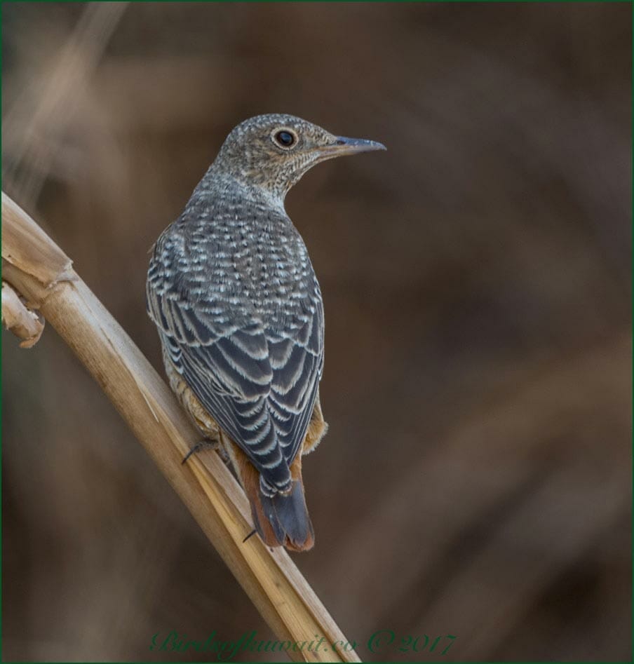 Common Rock Thrush Monticola saxatilis 