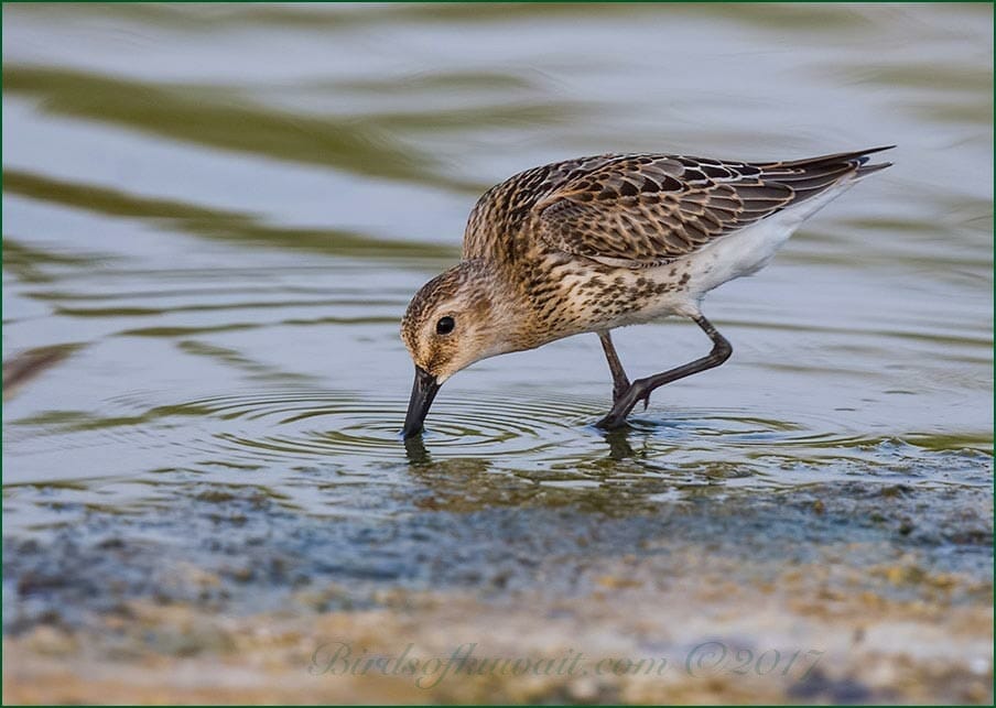 Dunlin Calidris alpina