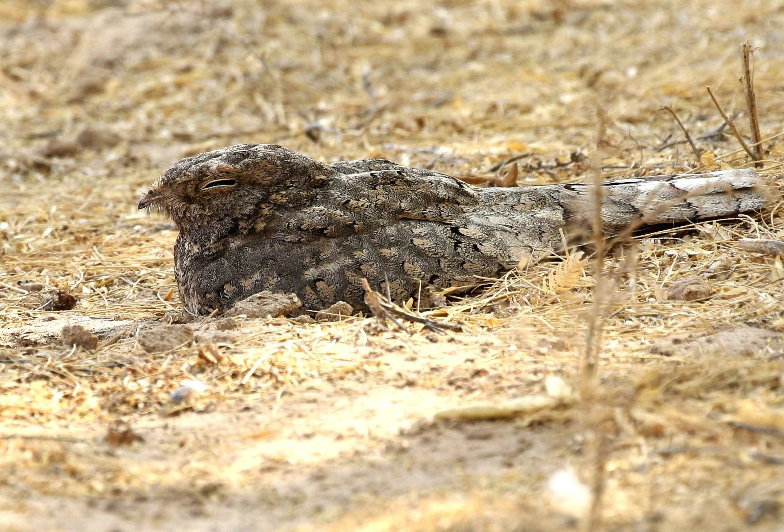 Egyptian Nightjar sitting on the ground