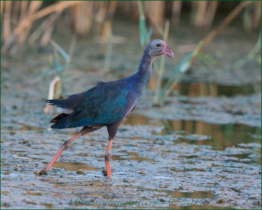 Grey-headed Swamphen Porphyrio (porphyrio) poliocephalus 