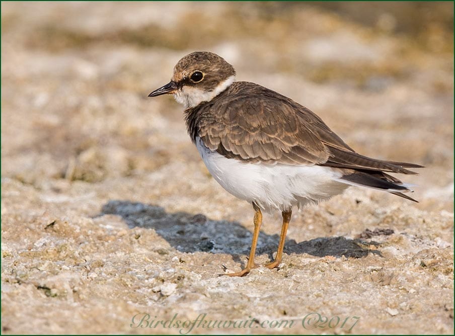 Little Ringed Plover Charadrius dubius