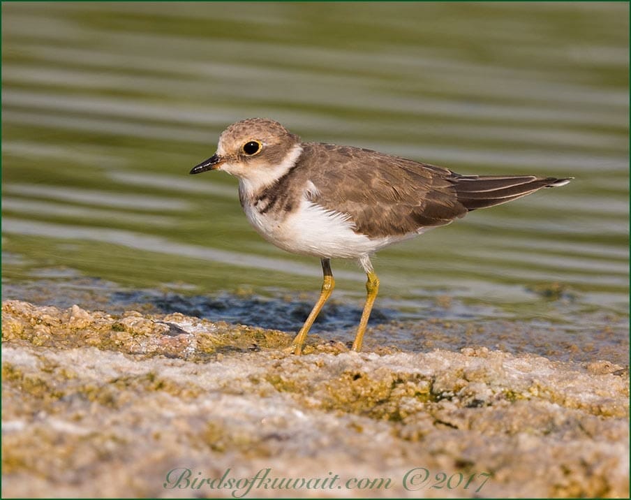 Little Ringed Plover Charadrius dubius