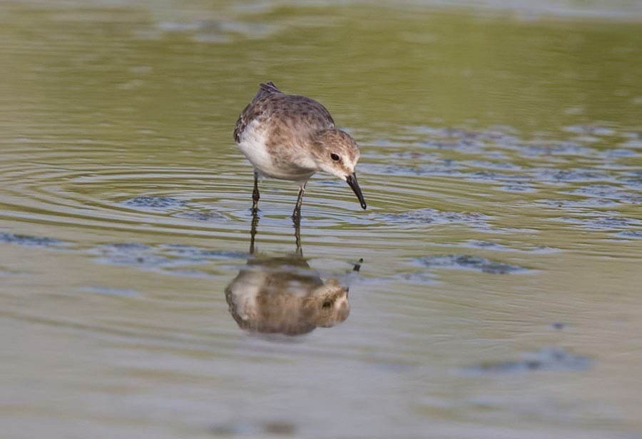 Little Stint Calidris minuta