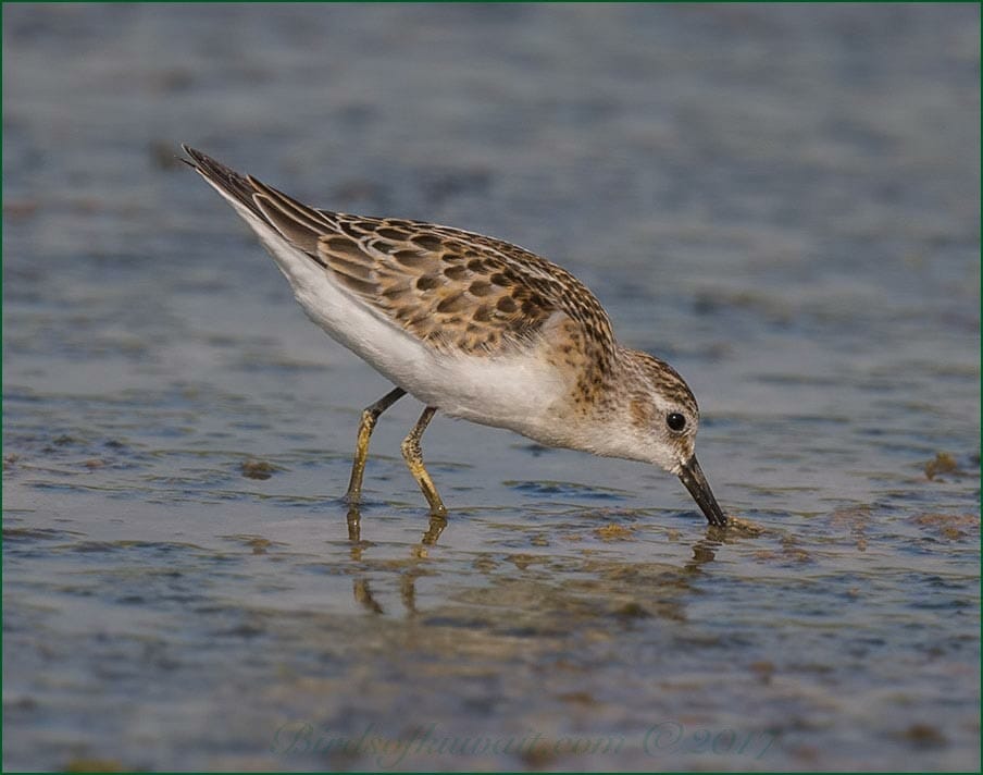 Little Stint feeding in water