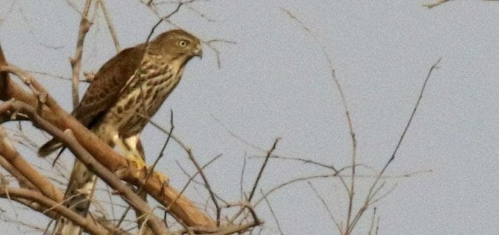 Shikra perched on a branch of a tree