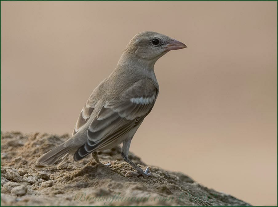 Yellow-throated Sparrow perched on a mound