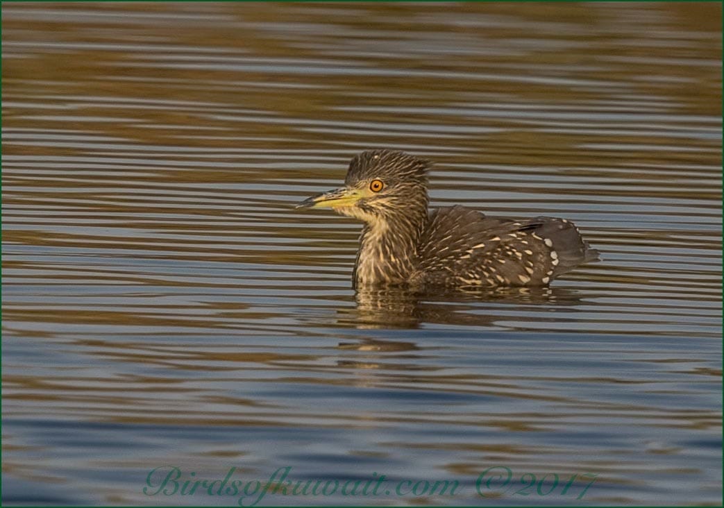 Black-crowned Night Heron Nycticorax nycticorax 