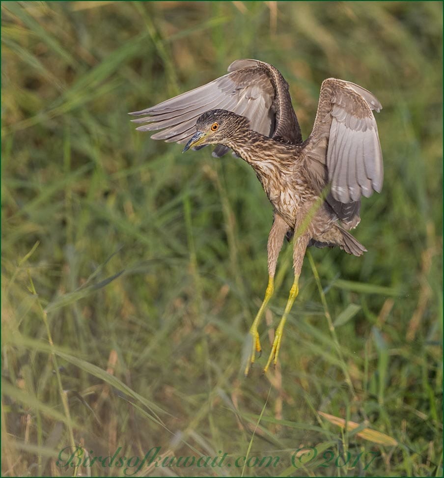 Black-crowned Night Heron landing on reed-bed