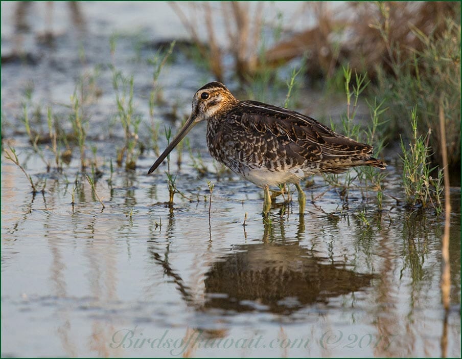 Common Snipe Gallinago gallinago