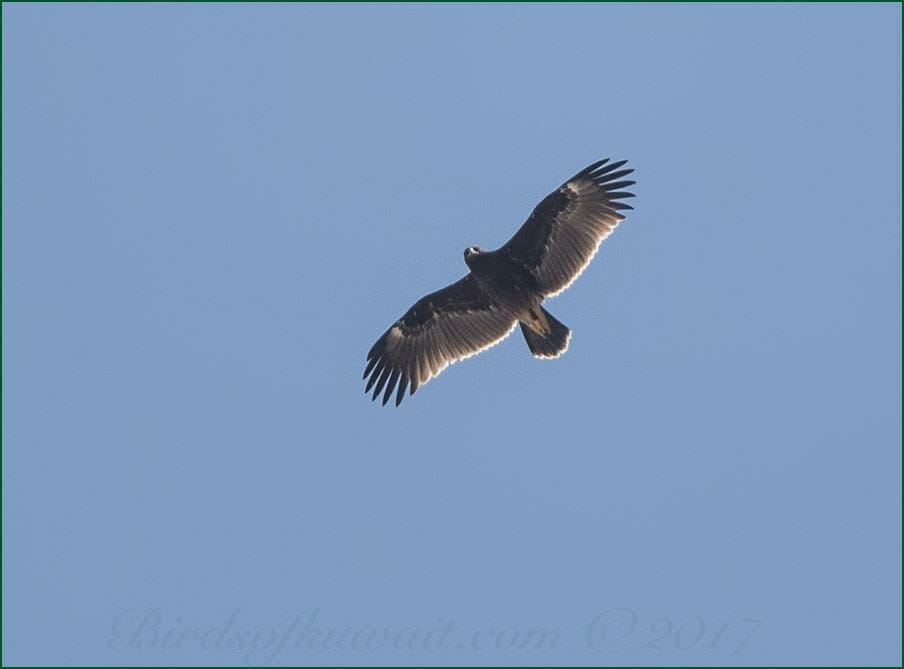 Greater Spotted Eagle Clanga clanga 