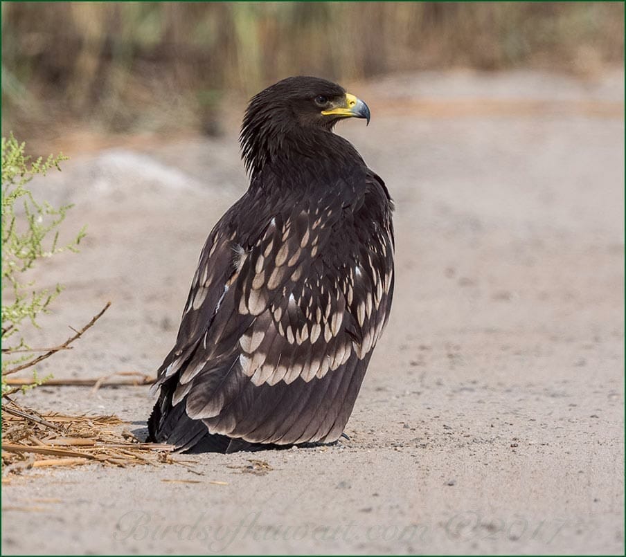 Greater Spotted Eagle perched on the ground