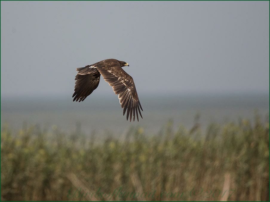 Greater Spotted Eagle in flight