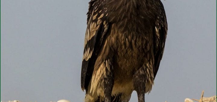 Greater Spotted Eagle perched on sandbar