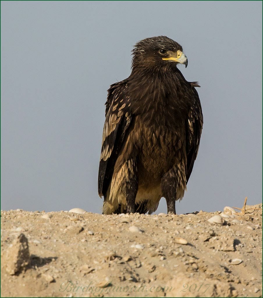 Greater Spotted Eagle perched on sandbar 