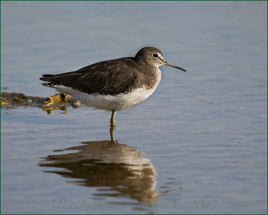 Green Sandpiper Tringa ochropus