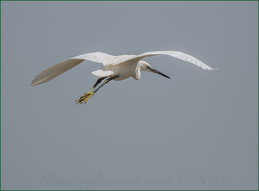 Little Egret Egretta garzetta