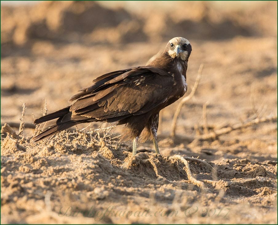 Western Marsh Harrier Circus aeruginosus