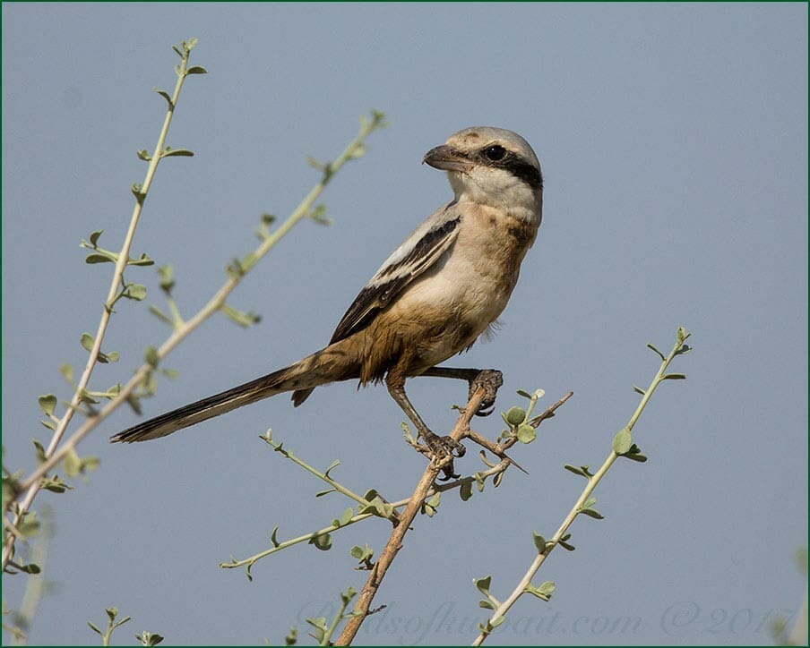 Great Grey Shrike Lanius lahotra pallidirostris