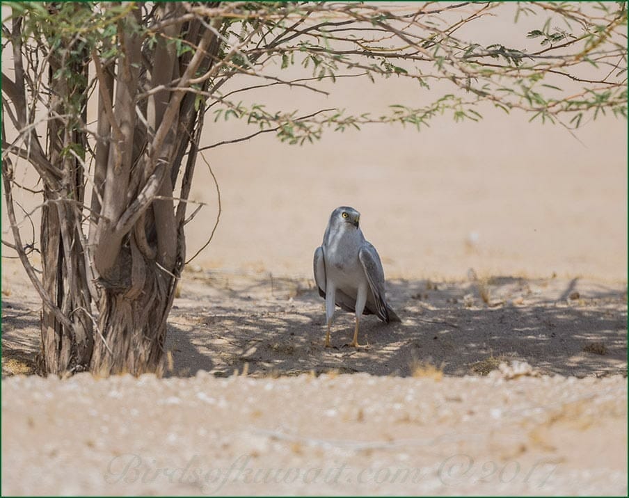 Pallid Harrier Circus macrourus