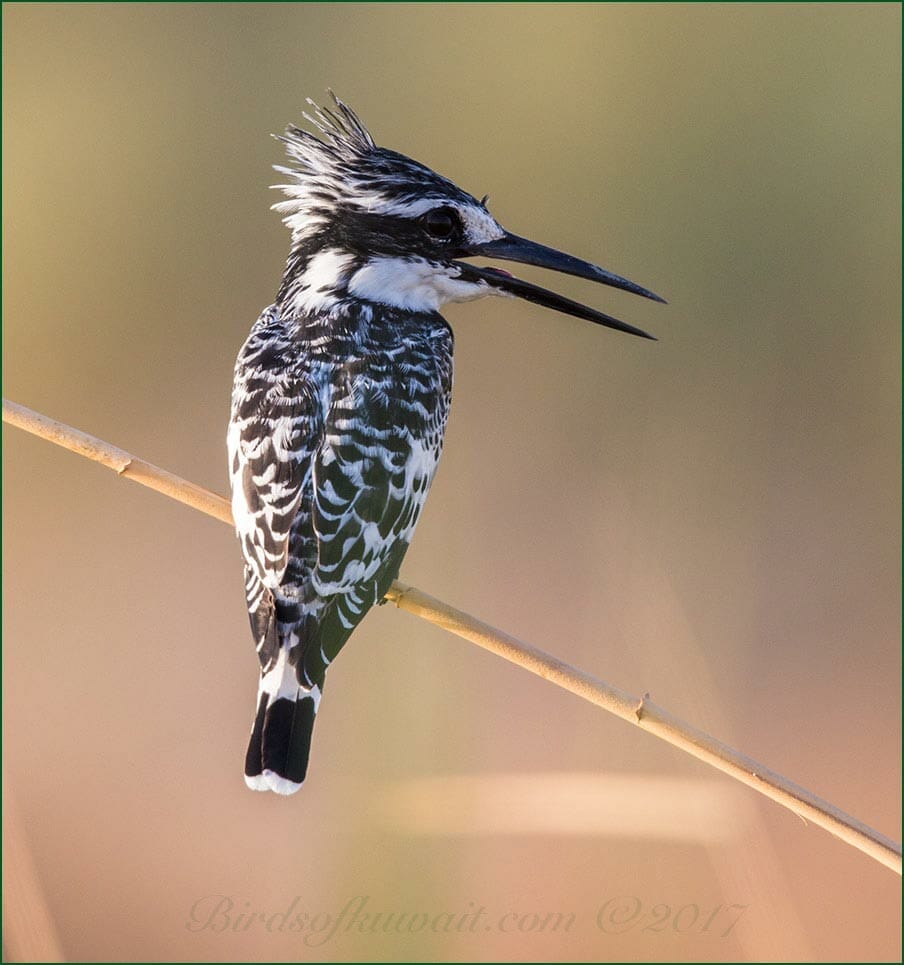 Pied Kingfisher Ceryle rudis