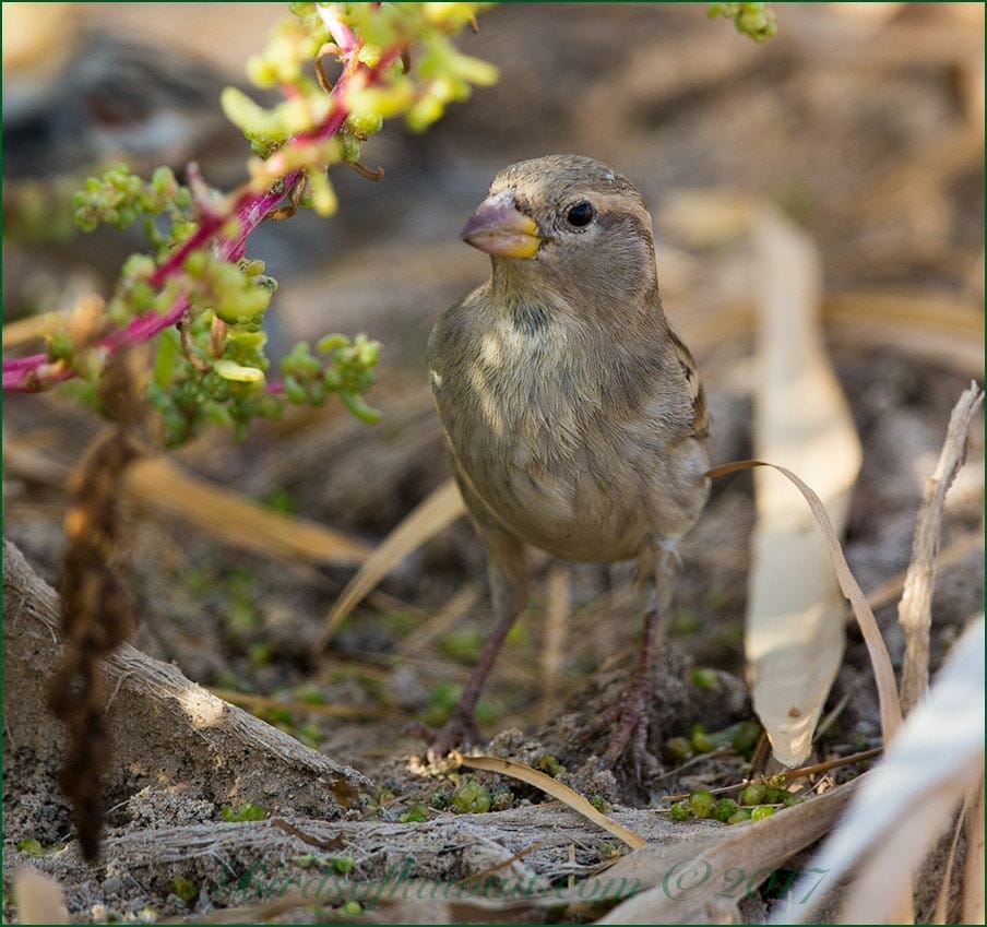 Spanish Sparrow standing on the ground