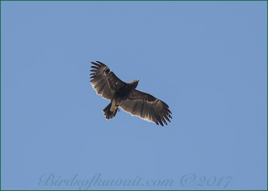 Greater Spotted Eagle Clanga clanga 