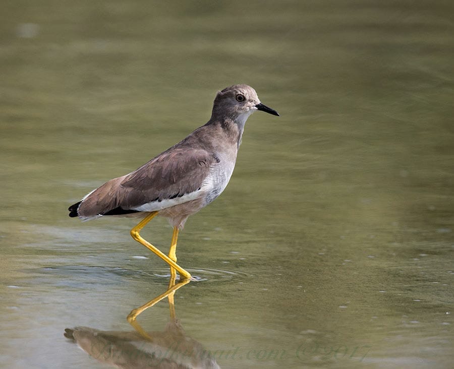 White-tailed Lapwing Vanellus leucurus