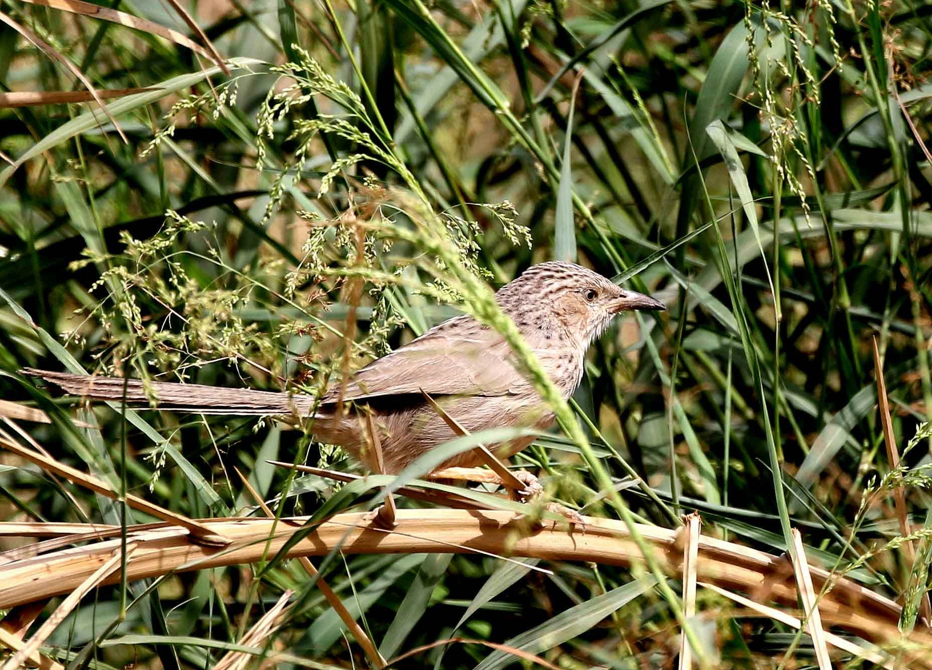 Afghan Babbler on twigs