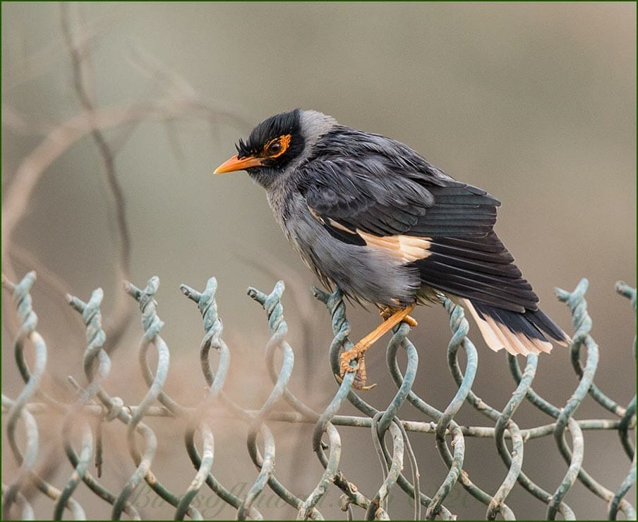 Bank Myna perching on a fence